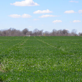 Healthy wheat field in early April