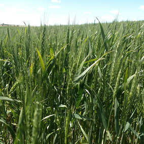 Wheat flowering
