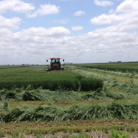 Windrowing forage wheat in south central Nebraska for processing into wheatlage. (Photos by Todd Whitney) 