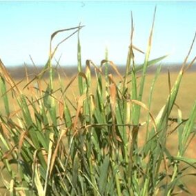 wheat damaged by freeze