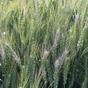 Figure 1. Fusarium head blight in a state variety trial in a growerâs field in Jefferson County on June 13. (Photos by Stephen Wegulo)