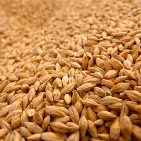 Wheat grain