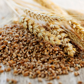 Wheat grain in pile