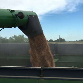 While yields were high, protein content in Nebraska's wheat this year was below normal in many instances, likely due to environmental and management factors. (Photos by Cody Creech)