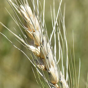 Wheat head with fusarium head blight