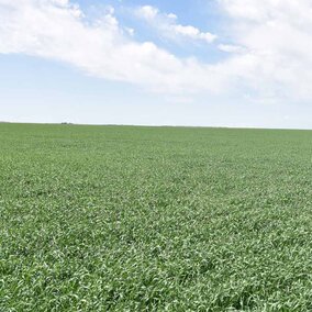 Wheat field 5/17/18