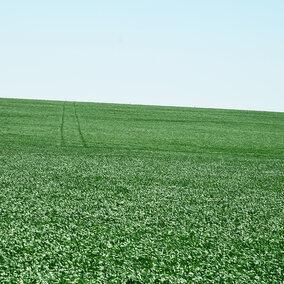 Healthy field of wheat