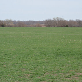 Winter wheat in early spring in southern Nebraska