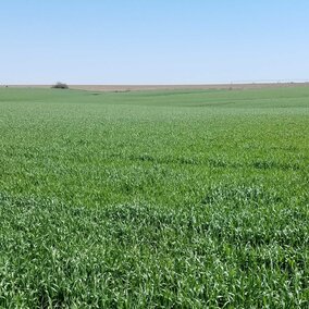 Wheat field