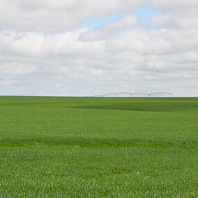 Irrigated wheat field