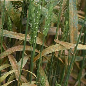 Wheat leaf rust