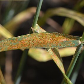 Wheat leaf rust