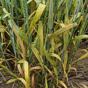 Stripe rust and leaf rust on wheat