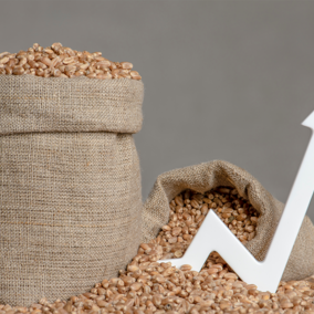 Wheat seeds in sack