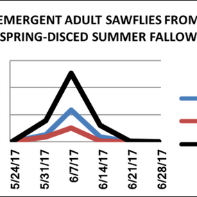 Chart looking at adult sawflies from spring-disced summer fallow