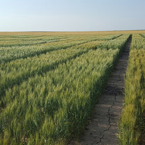 The first year of a winter wheat seeding date study was conducted in this Panhandle field in 2018. 