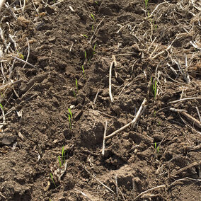 Figure 1. No-till planted winter wheat emerging after soybeans in eastern Nebraska.