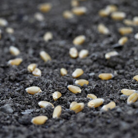 Wheat seeds on soil