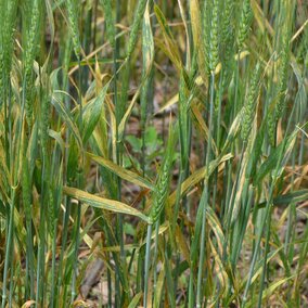 Severe stripe rust in wheat