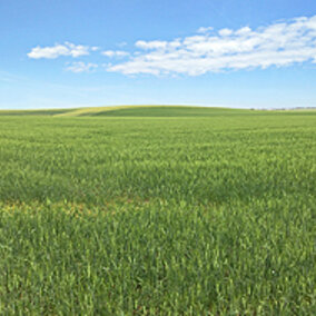 Field of Svevo soft duran growing in an Idaho field.