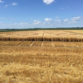 Figure 6. University of Nebraska-Lincoln winter wheat variety trial (25 entries/varieties) on July 16 in Washington County hosted by Hoegermeyer Farms, southwest of Herman. (Photo by Nathan Mueller)