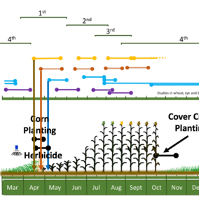 Figure 1. Seasonal ecology of wheat stem maggot (Allen 1933) overlaid on 2017 field issues. Arrows indicate likely source of infestation started with adult movement in the spring.