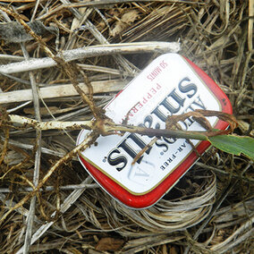 Corn plant damaged by wheat stem maggot