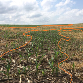 Figure 1. Rye cover crop planted in small sections of field for erosion control. Center photo shows a section of ground where cover crop did not establish with normally developing plants. Damaged corn plants were primarily restricted to areas where cover crop was present.