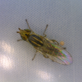 Wheat stem maggot fly