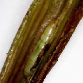 wheat stem sawfly