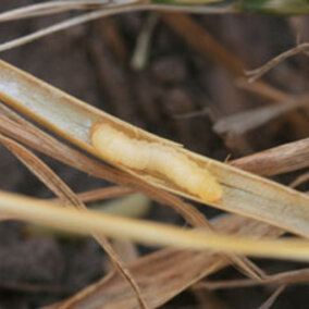 wheat stem sawfly in a wheat stem