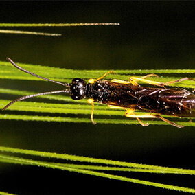 Wheat stem sawfly