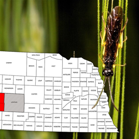 Map of Nebraska counties showing wheat stem sawfly and parasitoid presence, overlaid on a close-up photo of a wheat stem sawfly on a wheat stem.