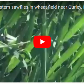 Wheat stem sawfly video screen capture