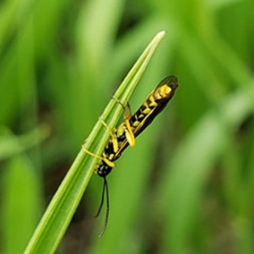 Wheat stem sawfly adult