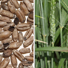 Bunted wheat and loose smut of wheat.