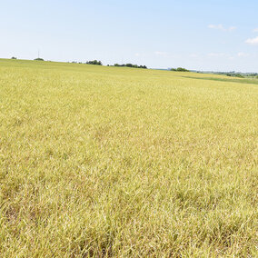 Severe wheat streak mosaic