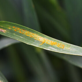 Figure 1.  Stripe rust in a growerâs field in Perkins County on May 30.