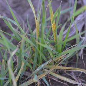 Fall occurrence of stripe rust in wheat