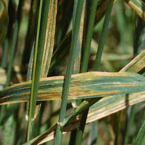 Stripe rust in wheat in the Nebraska Panhandle. (Photo by Bob Harveson)