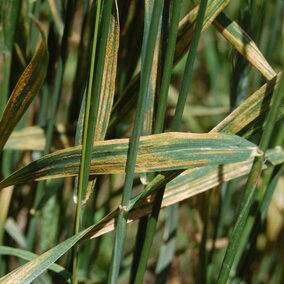 stripe rust in wheat