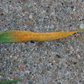 Figure 1. This is the second successive year for stripe rust to be identified in the fall in Panhandle wheat.