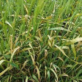 Dead or dying wheat flag leaves due to stripe rust