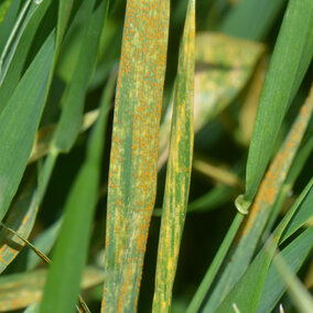 Wheat stripe rust