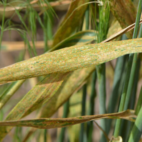 Figure 1.  Stripe rust on a flag leaf in a growerâs field in south central Nebraska in 2016