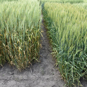 Figure 1.  A stripe rust susceptible (left) and resistant variety in a state variety trial in southeast Nebraska on June 3.