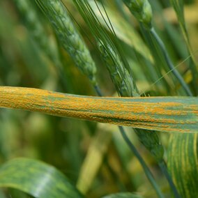 Wheat stripe rust