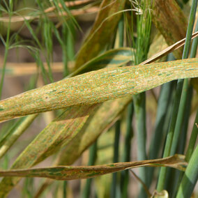 Wheat stripe rust