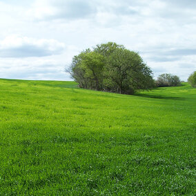 Wheat field exhibiting symptoms of sulfur deficiency.