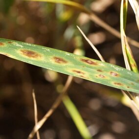 Tan spot in wheat